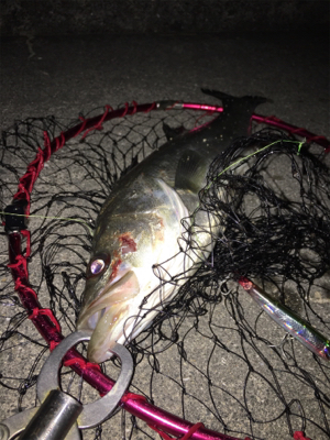 マニックフィッシュ〜