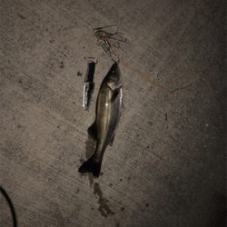 寒い中一匹！！！！