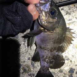 爆風メバリングでした