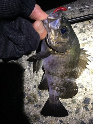 爆風メバリングでした