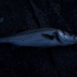 旅行ついでに。