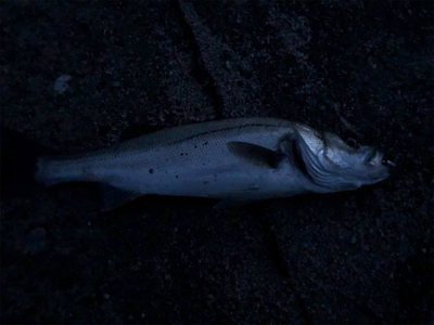 旅行ついでに。