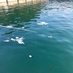 カタクチイワシ