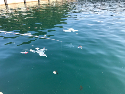 カタクチイワシ