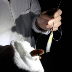 チョイ投げ五目