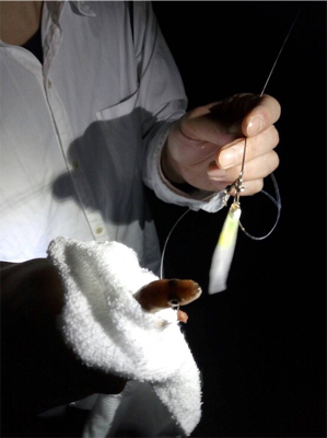 チョイ投げ五目