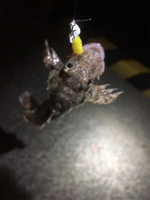 遊んでくれました