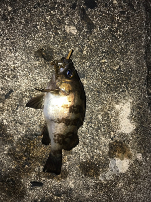 メバダート1インチ赤らめ。