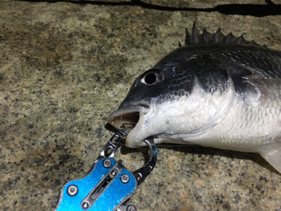 淀川ブリームゲーム GW後半戦