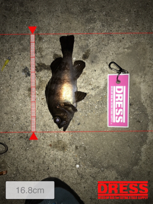 爆風につき早々に退散