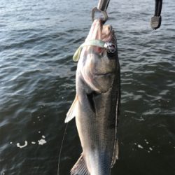 シーバス好調で6本