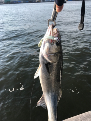 シーバス好調で6本