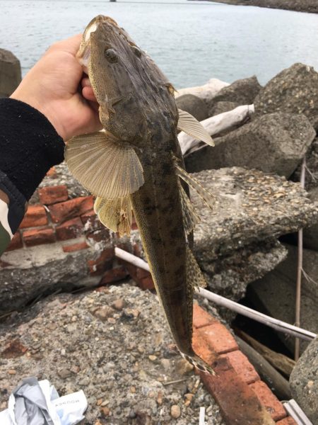 初見2キャッチ！