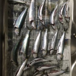 前回に続きイワシ