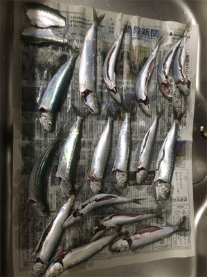 前回に続きイワシ