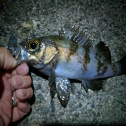 警固屋のメバリング好調！