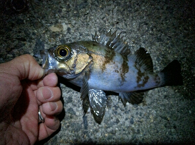 警固屋のメバリング好調！