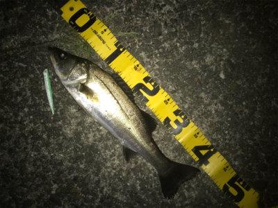 ドブ川バチ抜けシーバス