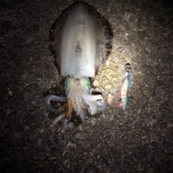 初めての春イカ