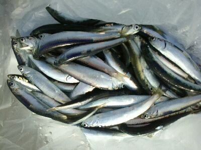 サビキでイワシ