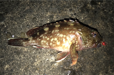 アジングを堪能！