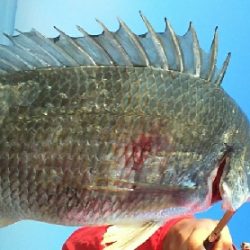 ジグでクロダイ