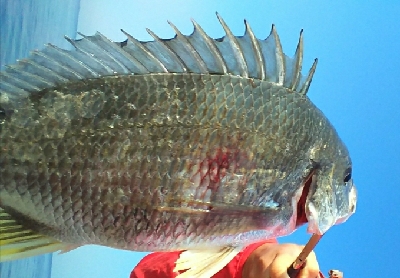 ジグでクロダイ