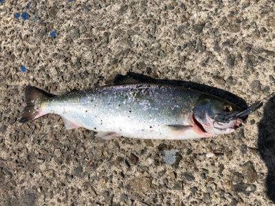 神戸にてマスゲット