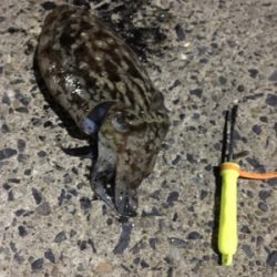 コウイカ釣行