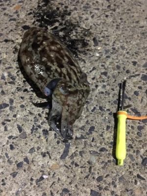 コウイカ釣行