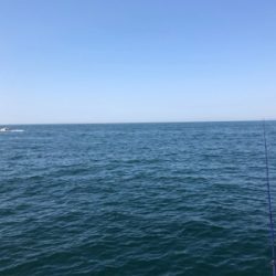 ガシラ爆釣、青物不発