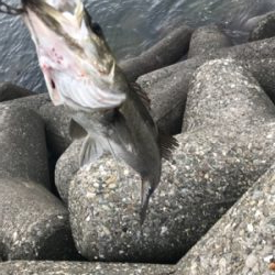 泉大津デイゲーム