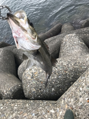 泉大津デイゲーム