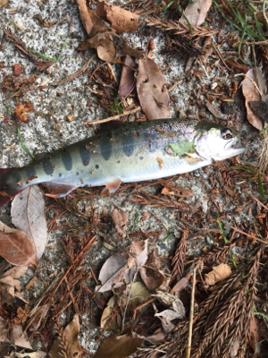 放流日の夕まずめに行ってきた