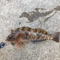 ハネ狙いが、。