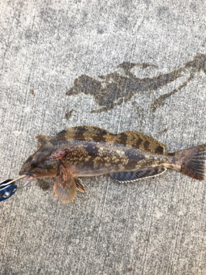 ハネ狙いが、。