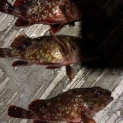 夜にガシリング