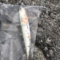 アジ狙いのつもりが…