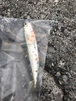 アジ狙いのつもりが…