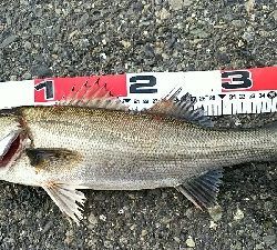 短時間の連チャン