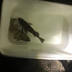 久しぶりのメバリング