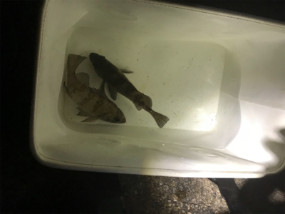 久しぶりのメバリング