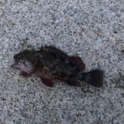 メバリングは難しい！だから楽しい！