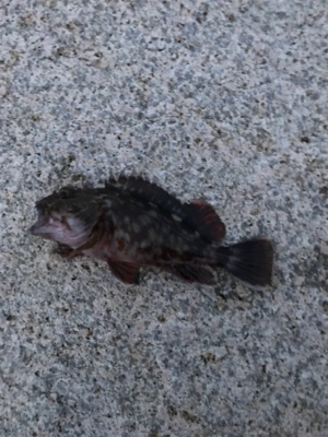 メバリングは難しい！だから楽しい！