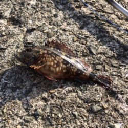 GWなので子供と釣りでも、