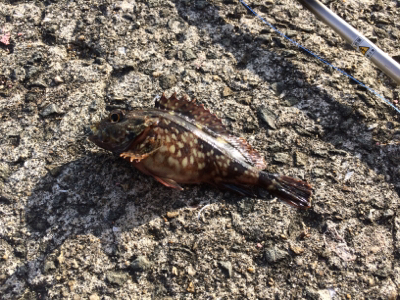 GWなので子供と釣りでも、