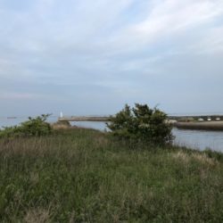 磯津漁港マゴチ