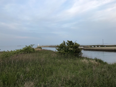 磯津漁港マゴチ