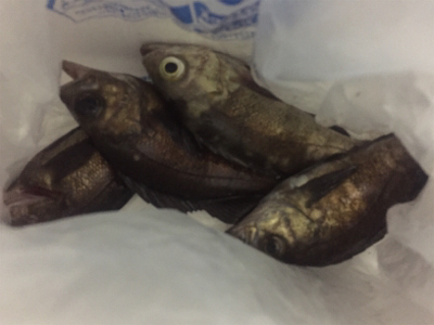 メバリング好調！