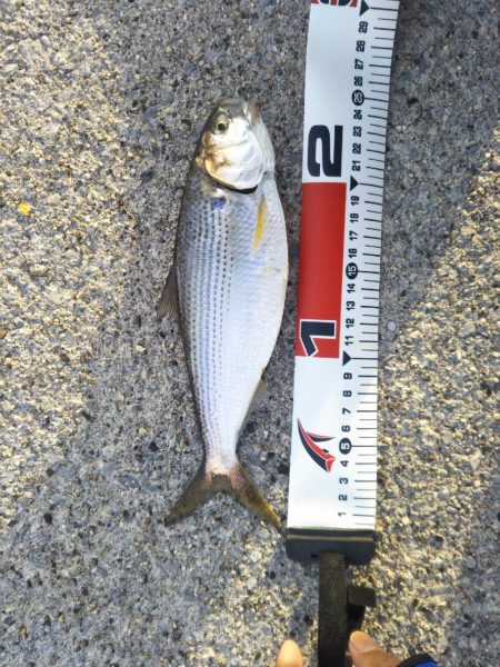 ゴールデンウィーク釣行！